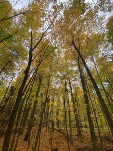Looking up through very tall deciduous trees