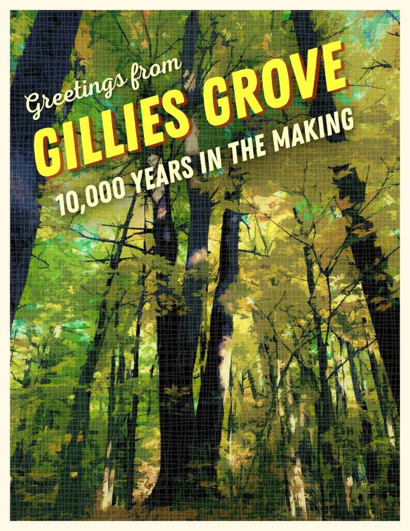 Greetings from Gillies Grove, 10,000 years in the making