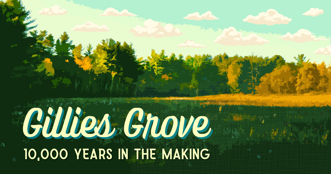 Greetings from Gillies Grove, 10,000 years in the making