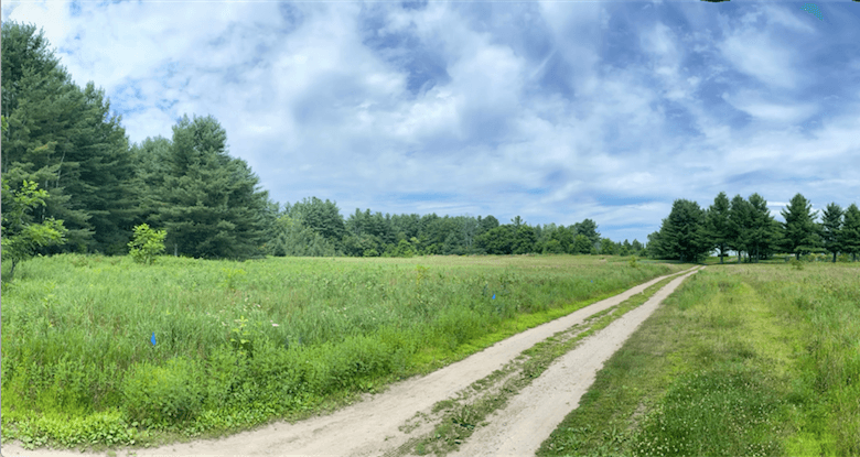 Sandy road through forest meadow