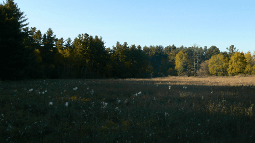 Milkweed forest meadow