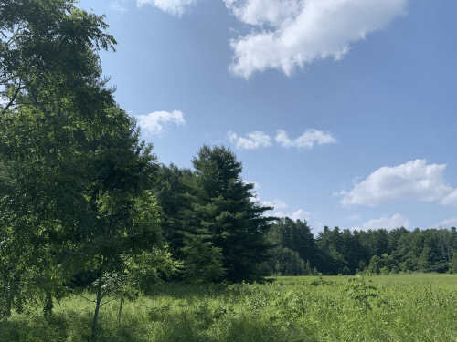 Forest Meadow